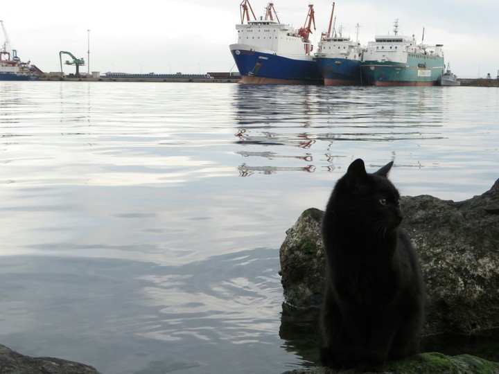 cat