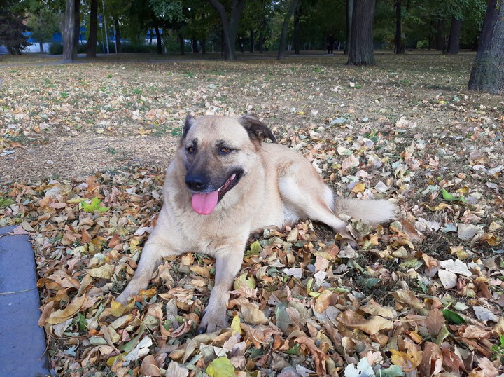 Autumn Dog
