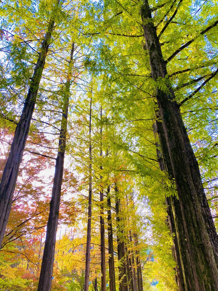 forest in namisom
