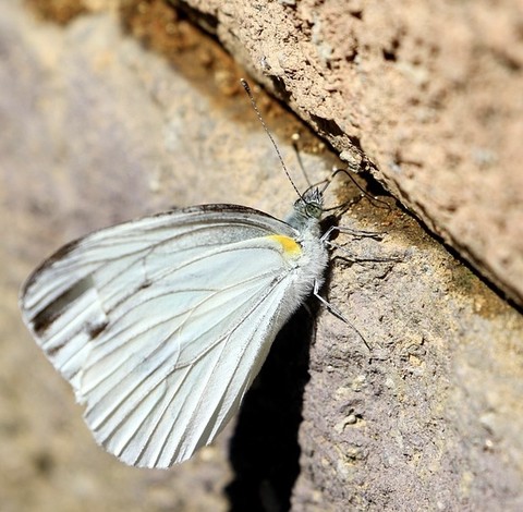 тапети grey, pieris