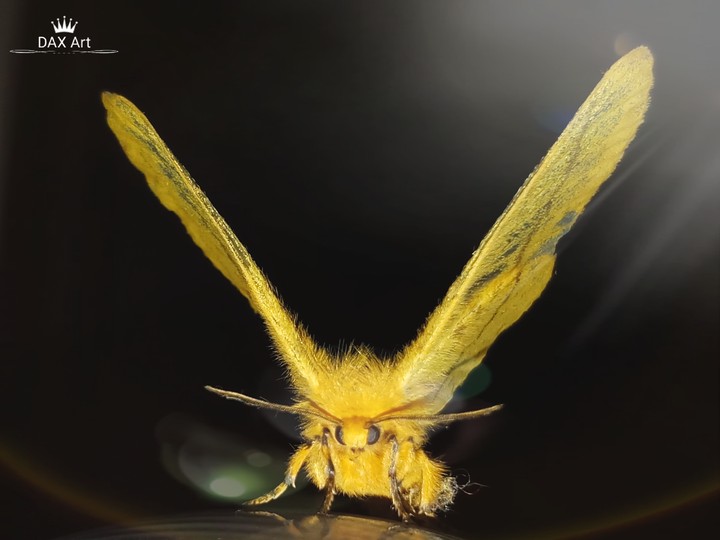 butterfly at dark night
