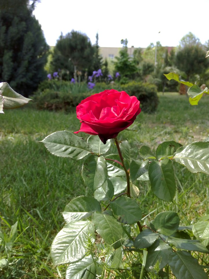 rose