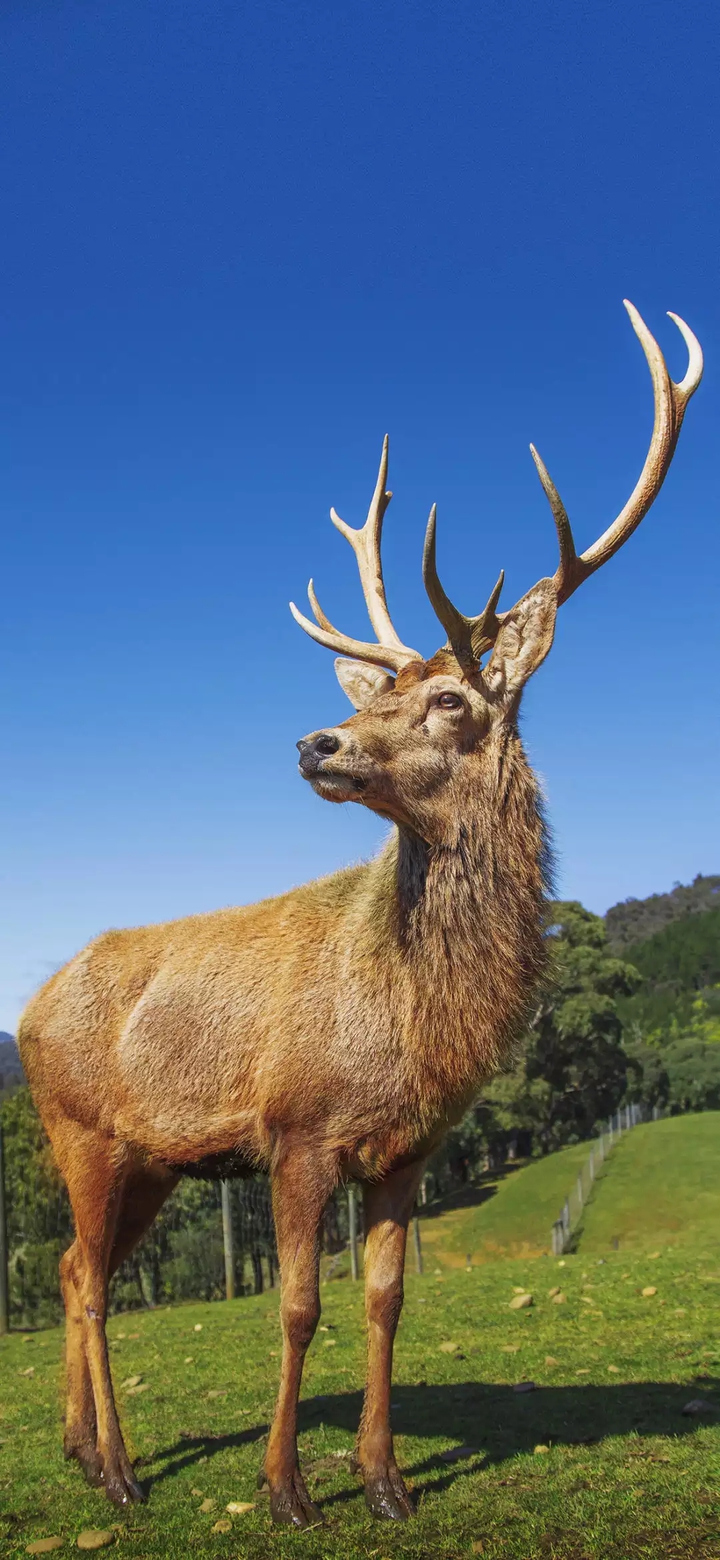 bactrian deer