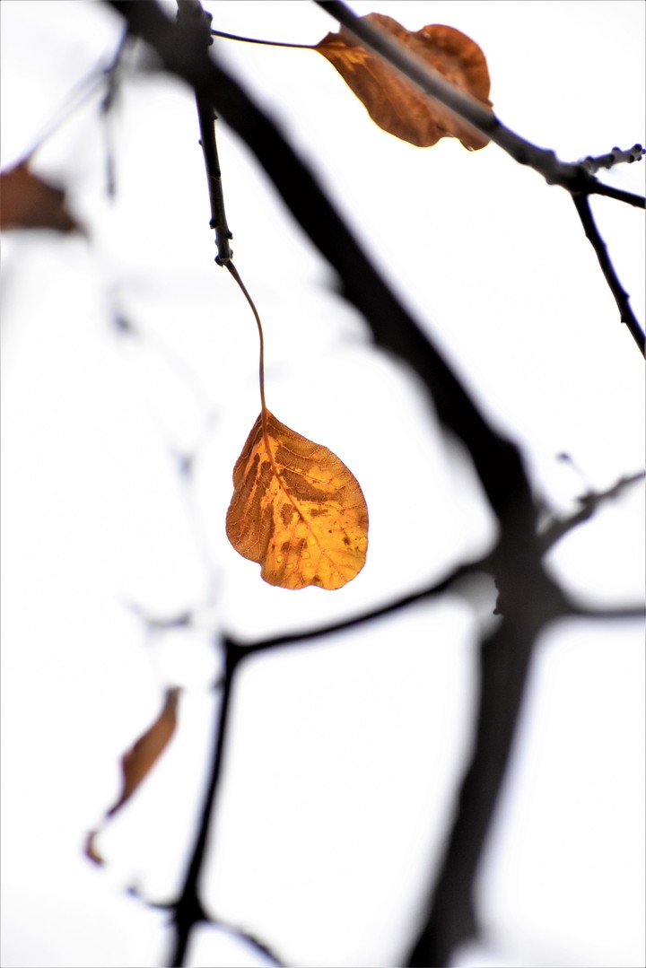 Maple leaves
