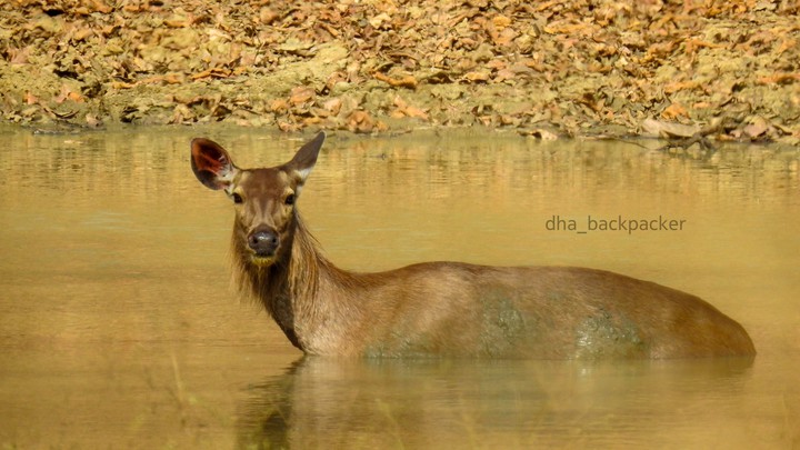 Samba deer