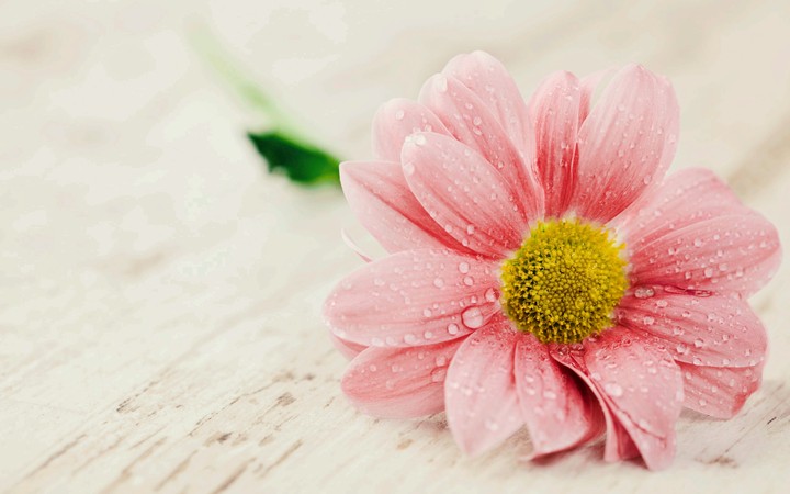 Pink flower