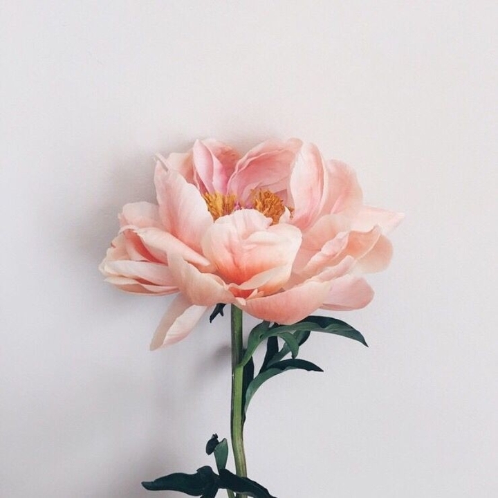flor
