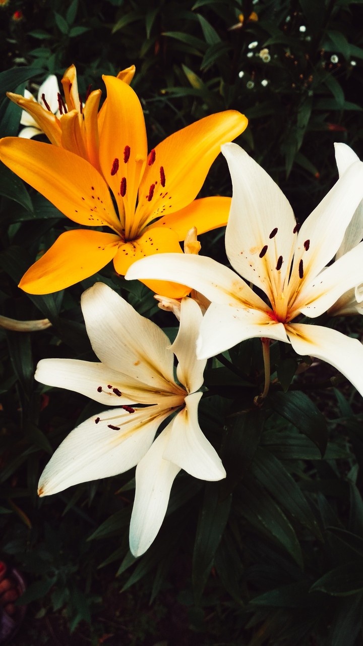 lily prt.3