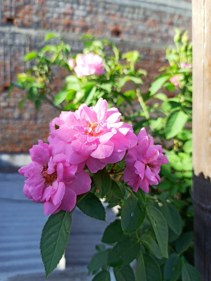 ?roses