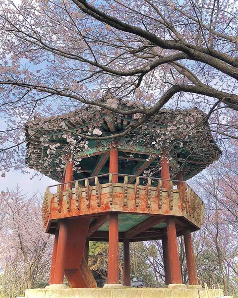 cherryblossom