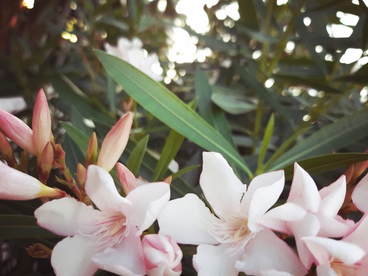 beutiful crown of flower