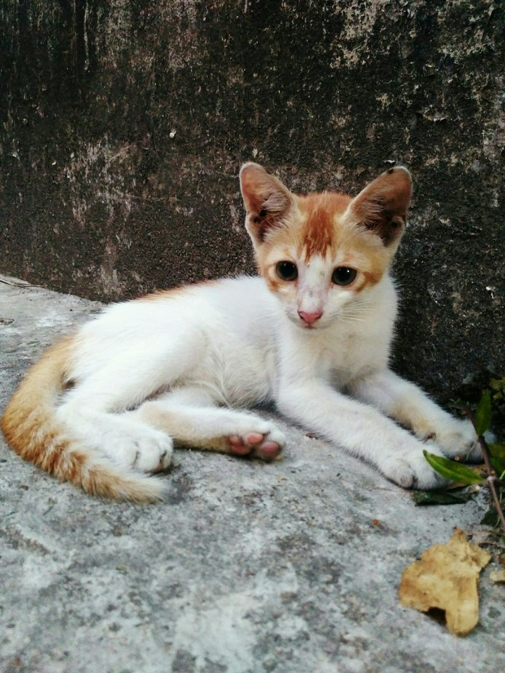 Little Master
