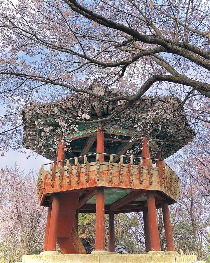 cherryblossom