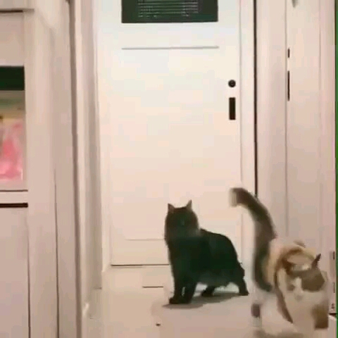 cats