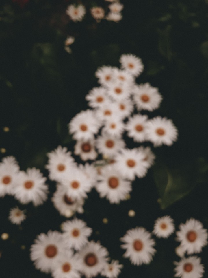 chamomile
