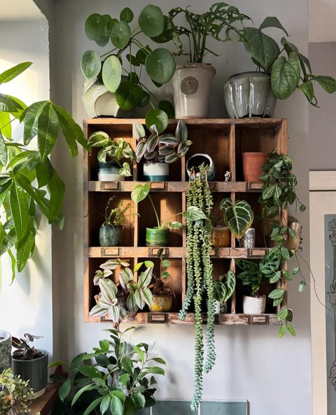 Plants, Flowerpot, Shelving