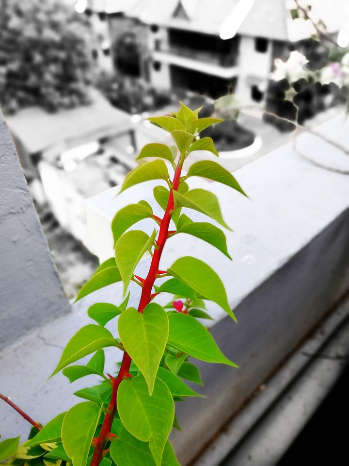 Nature is always beautiful
