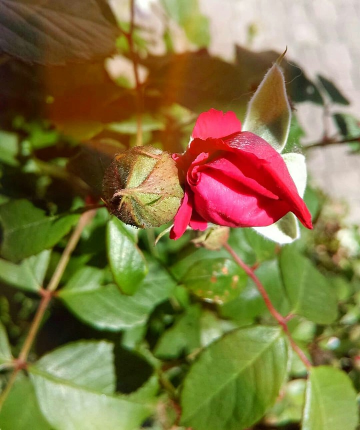 rose