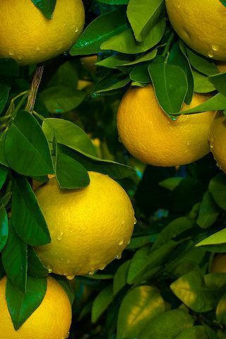 lemon ?