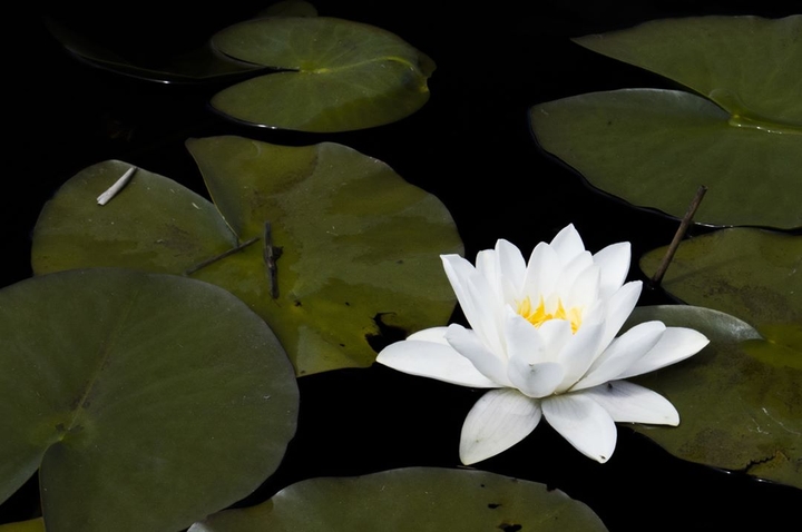water lily