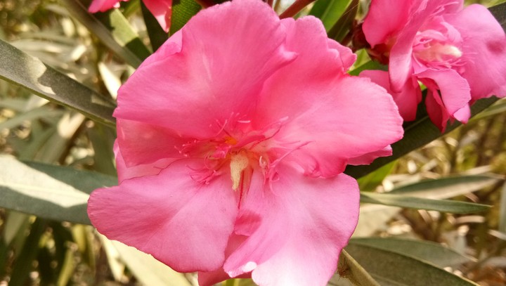 natuer