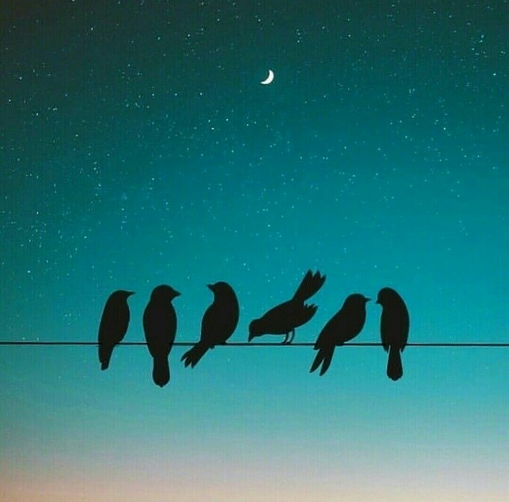 birds