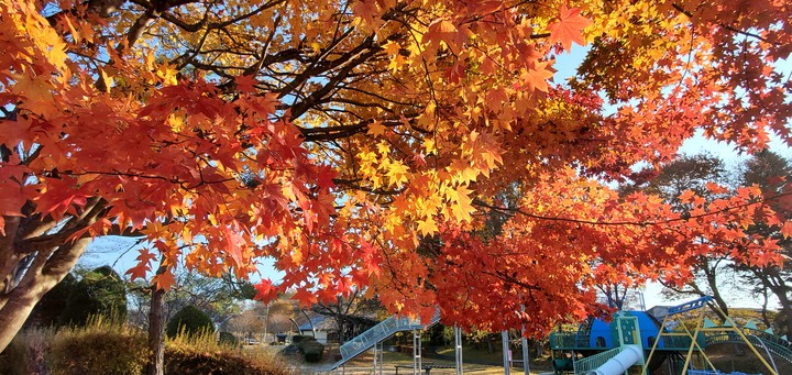 Maple