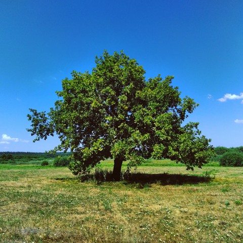 Oh, my lovely Oak ❤