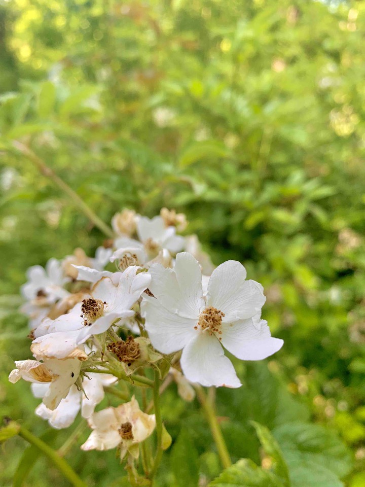 white flower