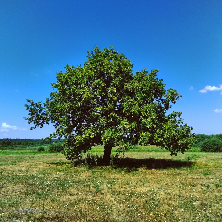 Oh, my lovely Oak ❤
