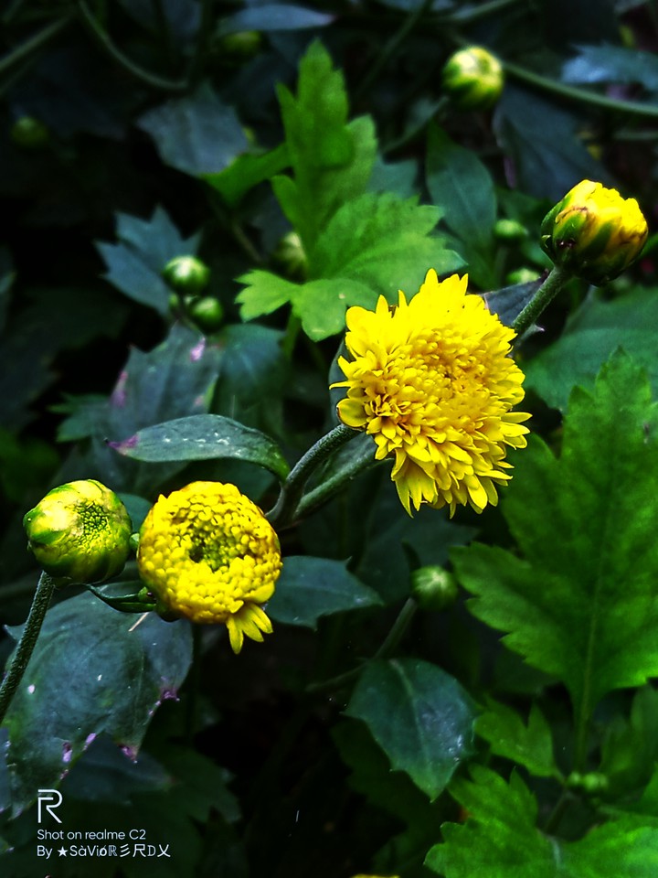 #yellow flower