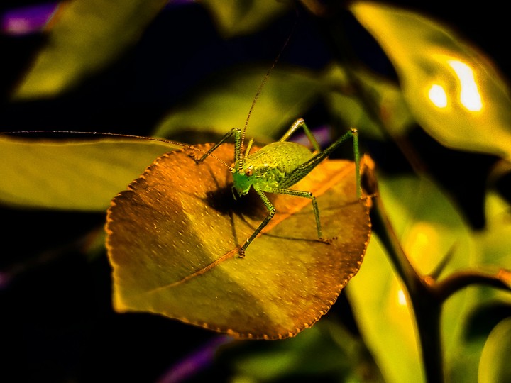 cricket on leave