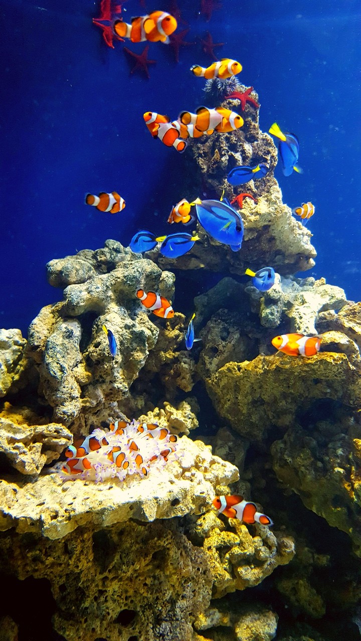Nemo and dory