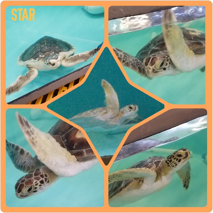 Rescued Turtles
