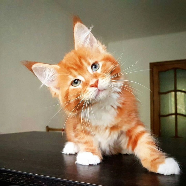 I love dog, but it's photo with cat
