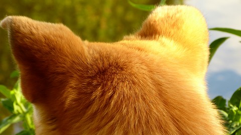 fluffy