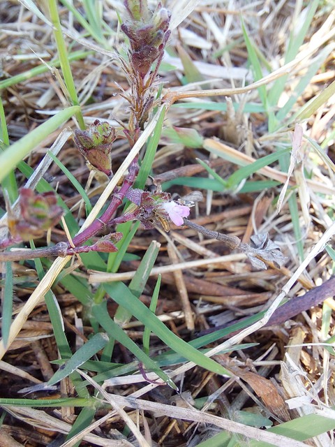 тапети cleavers, twig