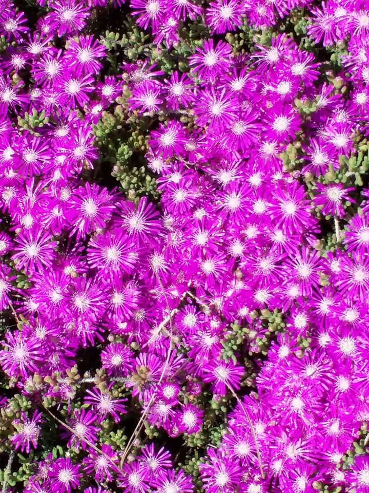 Lots of purple