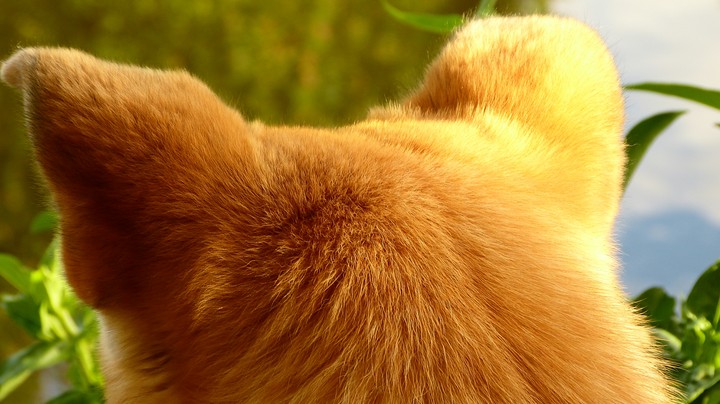 fluffy