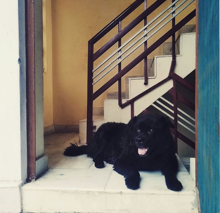 Dog