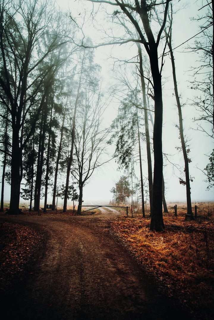 forest