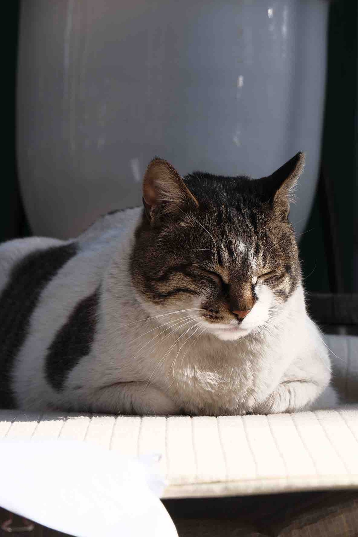 cat