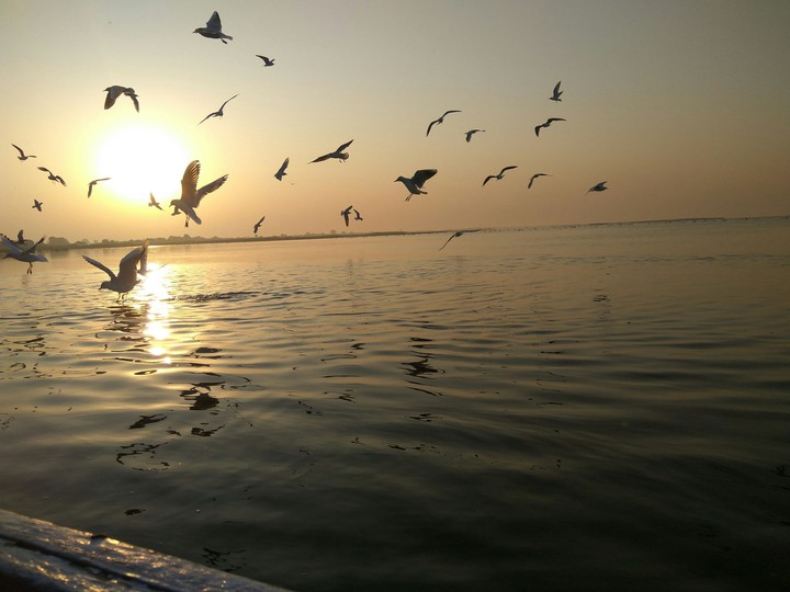 birds