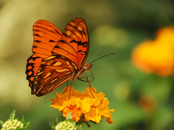 Butterfly