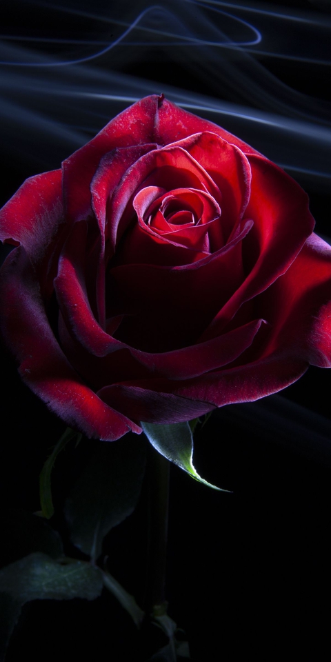 rose