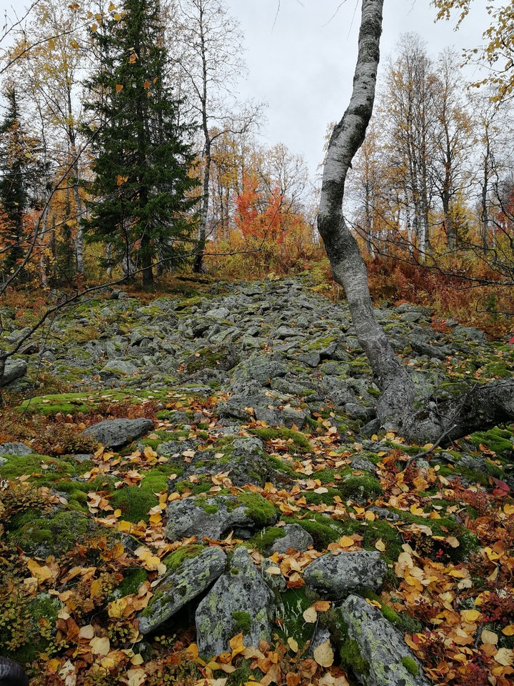 лес