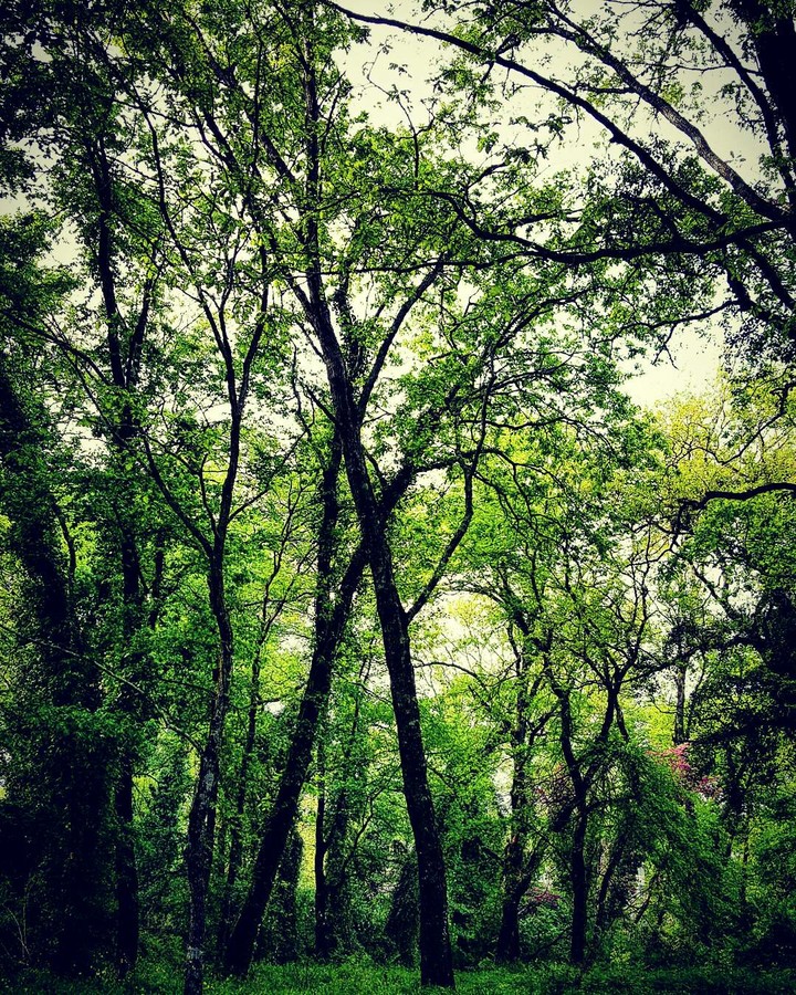 into the forest