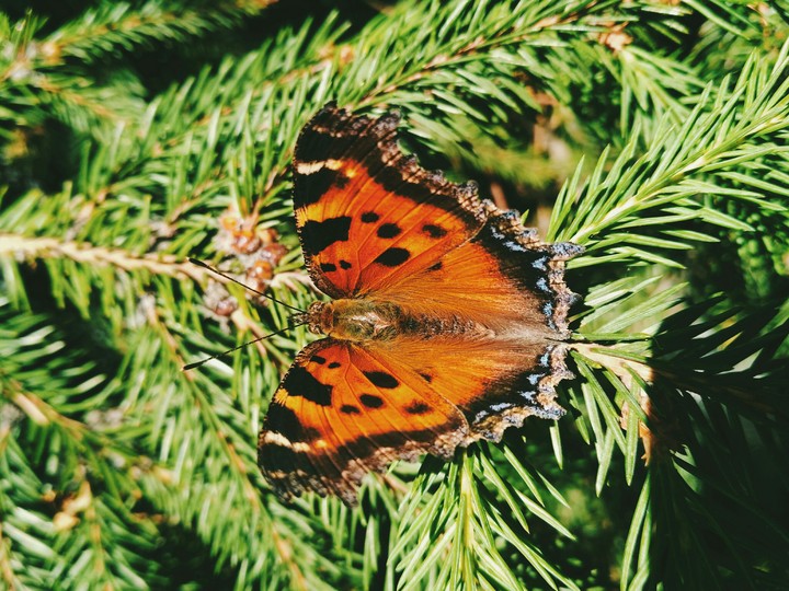 butterfly