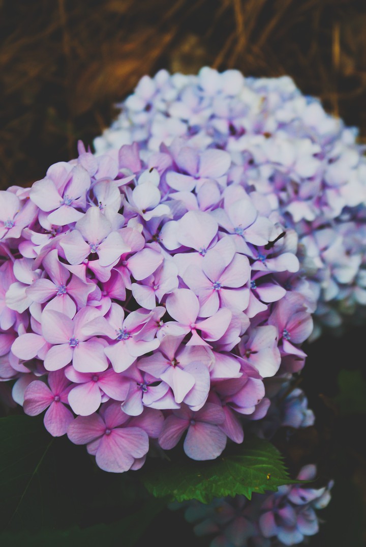 in bloom 3