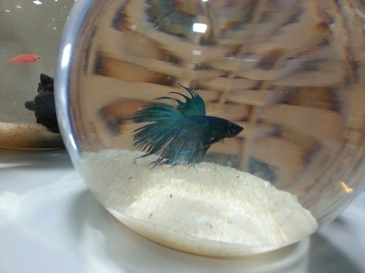 Blue Fighter Fish